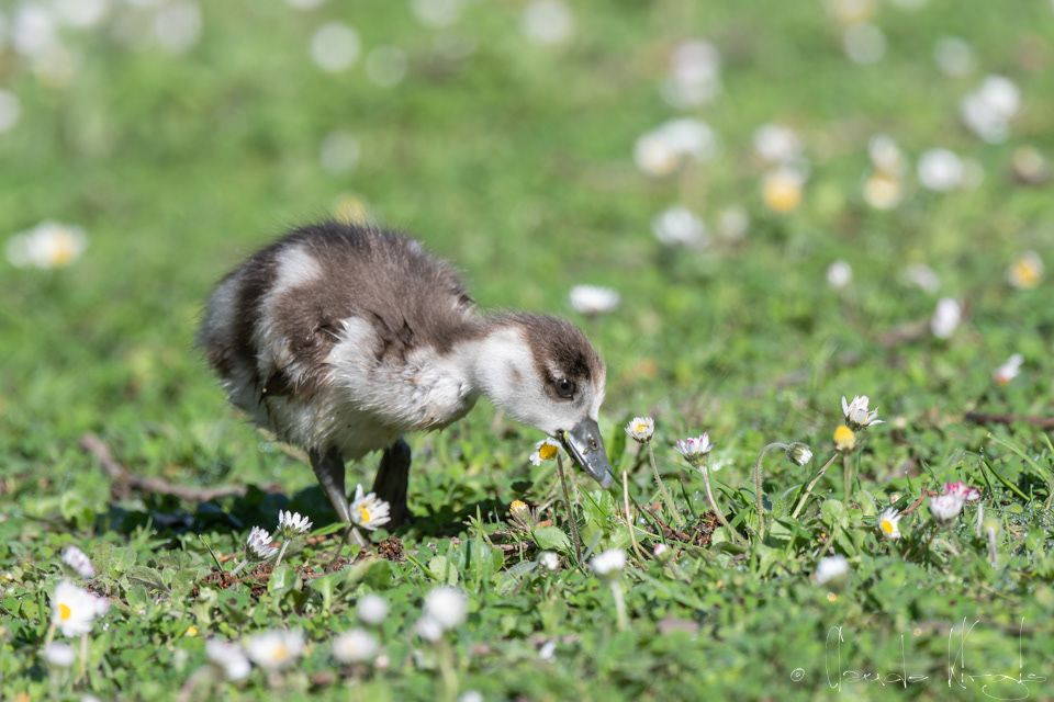 Ouette d'Egypte-poussin (Alopochen aegyptiaca)