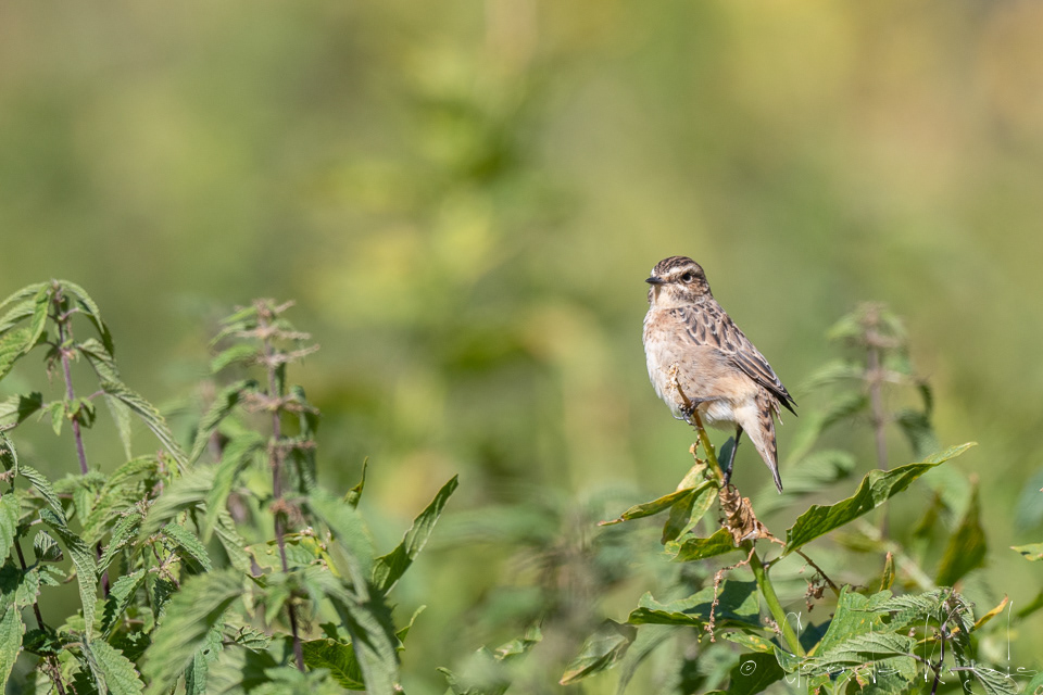 Tarier de près-1er hiver (Saxicola rubetra)