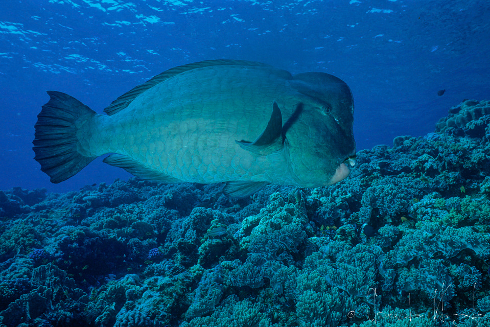 Perroquet à bosse (Bolbometopon muricatum)