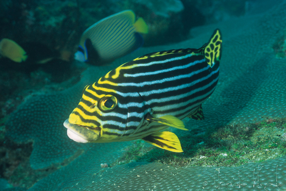 Gaterin rayé (Plectorhinchus vittatus)
