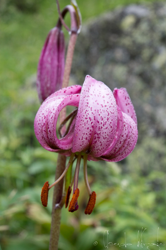 Le lis martagon (Lilium martagon)