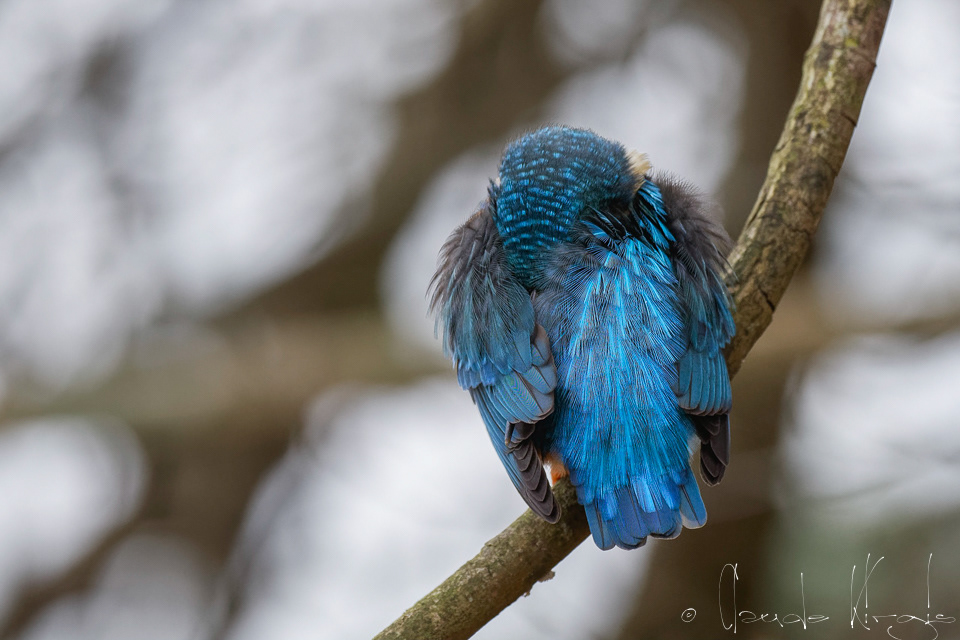 Matin-pêcheur d'Europe (Alcedo atthis)