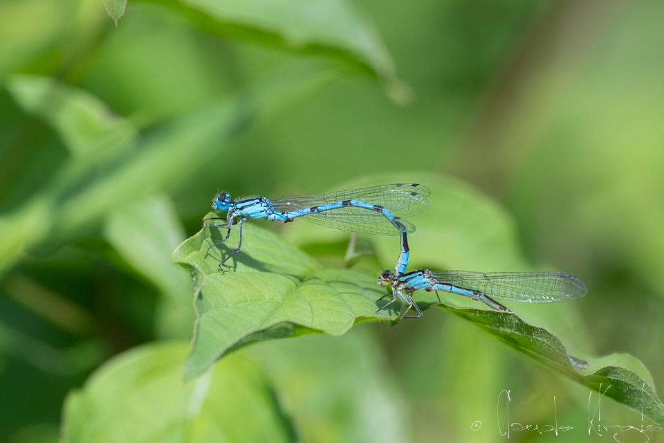 L'agrion porte-coupe (Enallagma cyathigerum)