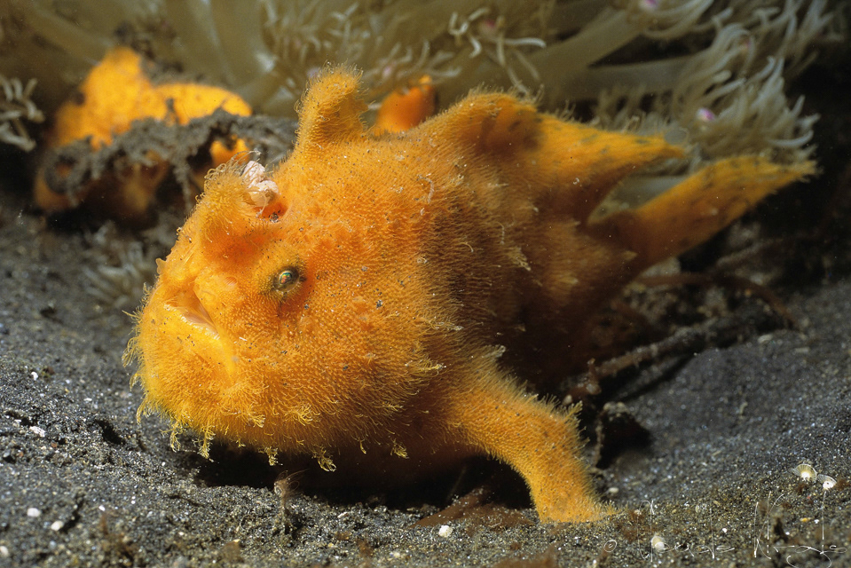 Antenaire strié (Antennarius striatus)