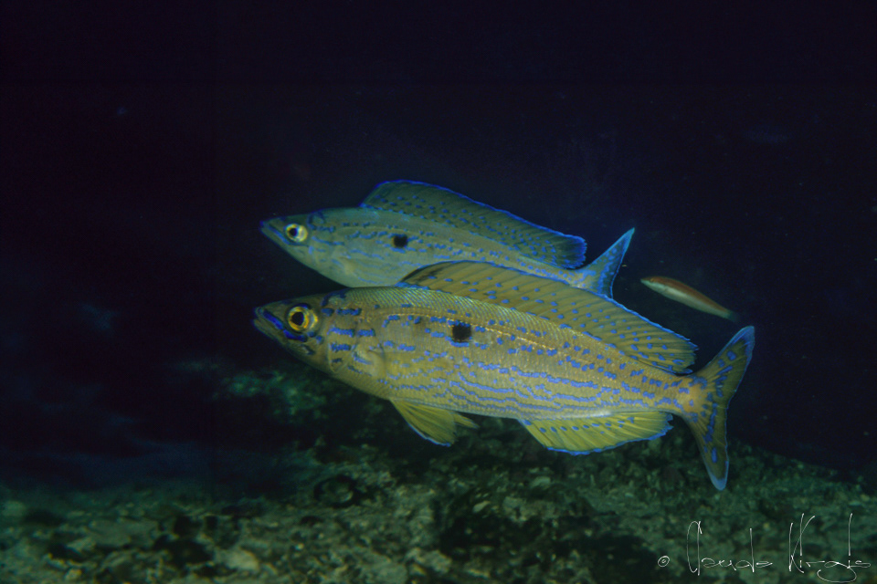 Le Picarel (Spicaras maris)