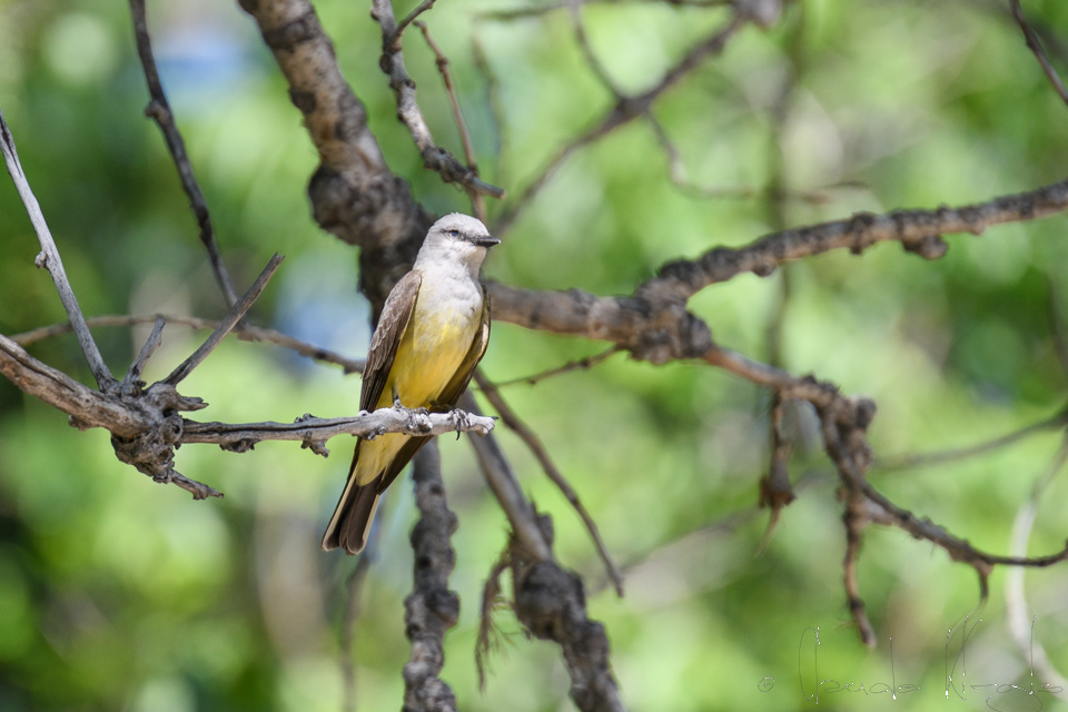 Tyran de l'ouest-Western Kingbird (Tyrannus verticalis)