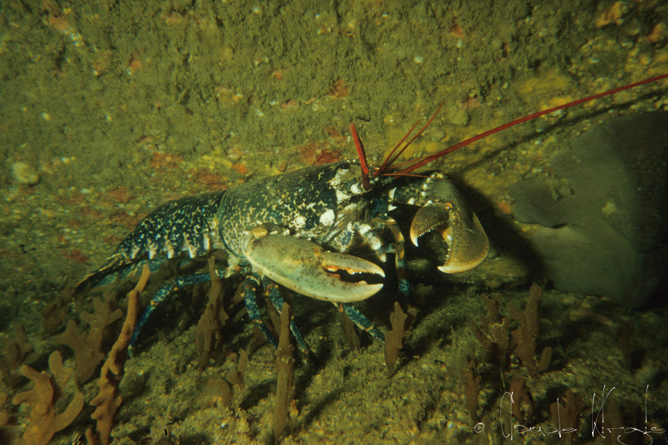 Homard (Homarus gammarus)