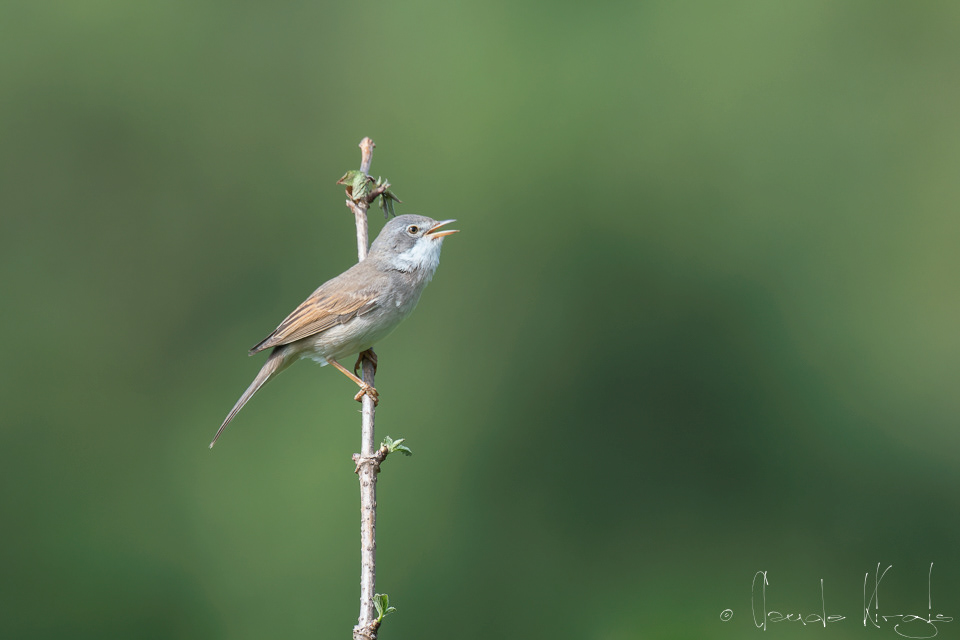 Fauvette grisette (Curruca communis)