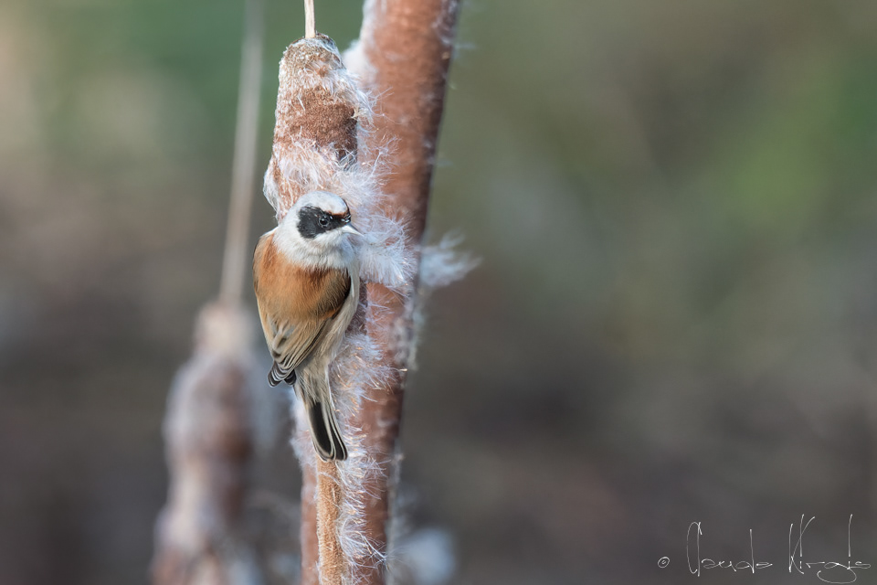 Rémiz penduline (Remiz pendulinus)