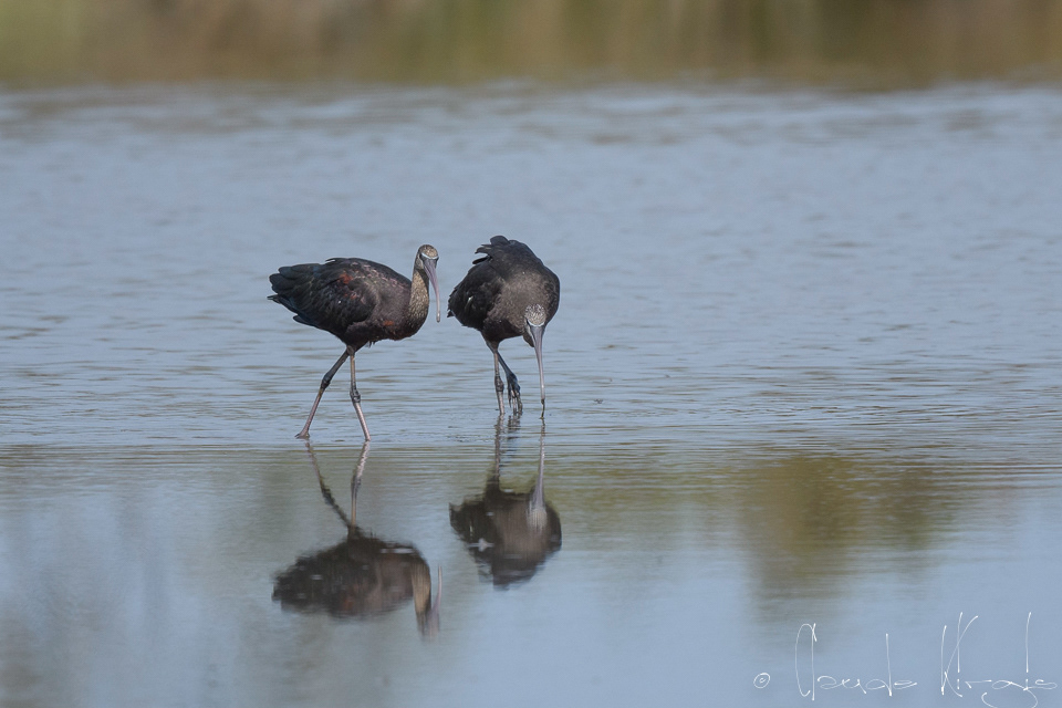 Ibis Falcinelle (Plegadis falcinellus)