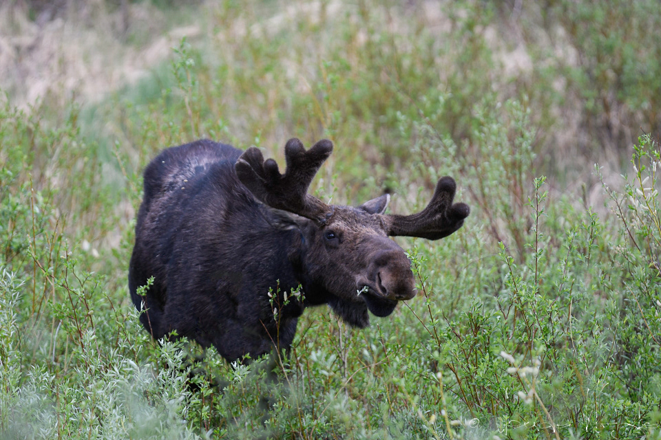 Elan-Mâle-Moose (Alces amaricanus)