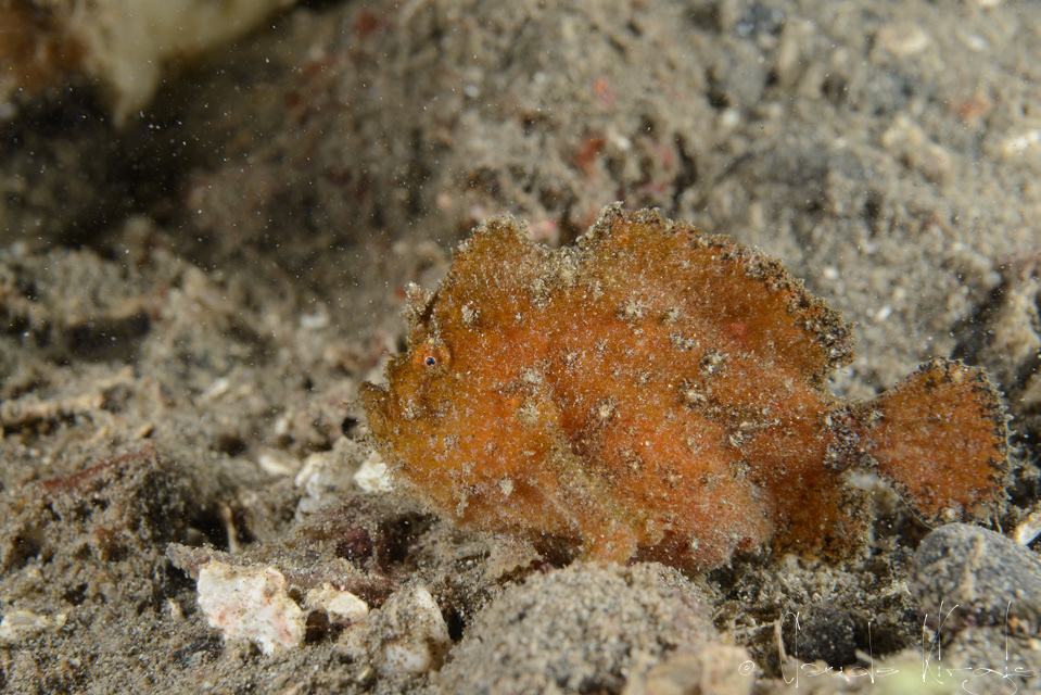 Antennaire juvénile (Antennarius sp)