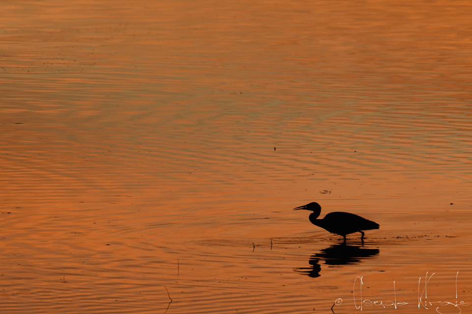 Héron cendré (Ardea cinerea)