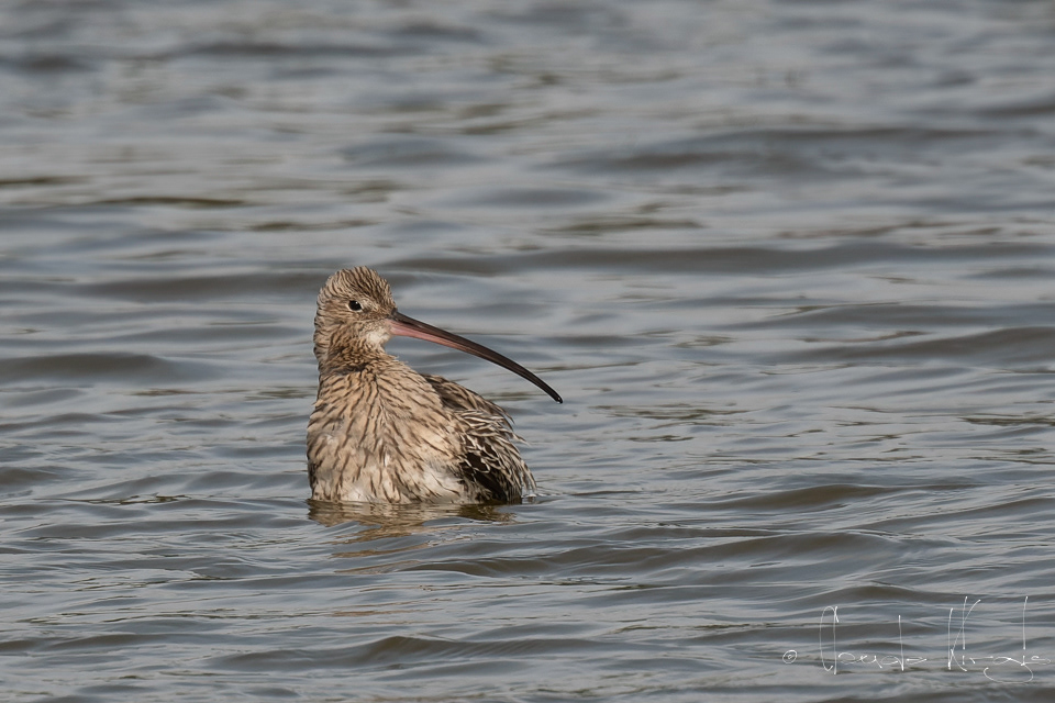 Courlis cendré (Numenius arquata)