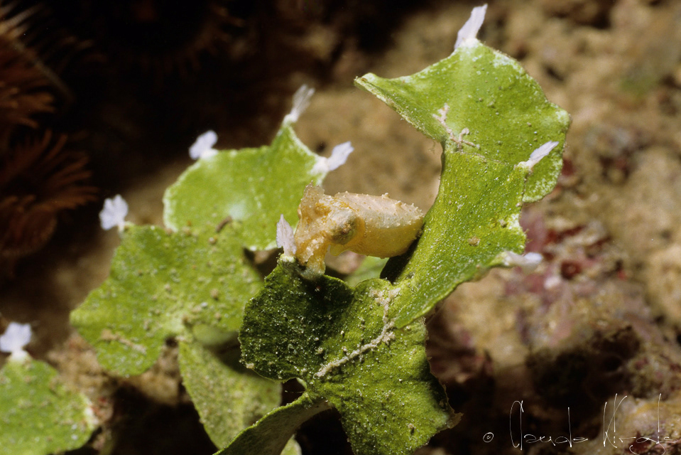 Seiche à tentacules larges-juvénile (Sepia latimanus)