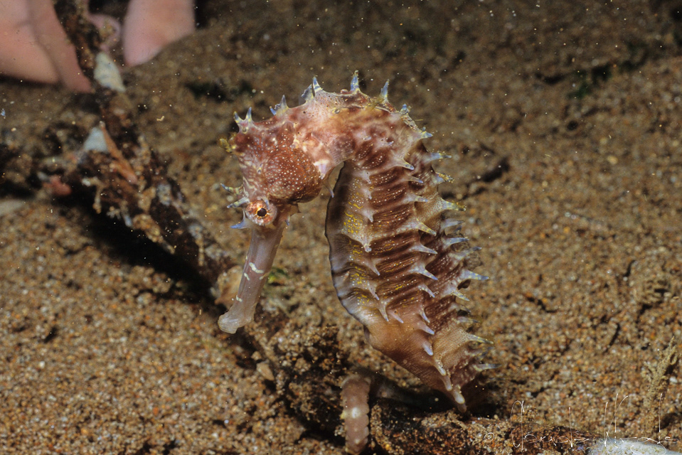 Hippocampe épineux (Hippocampus hystrix)