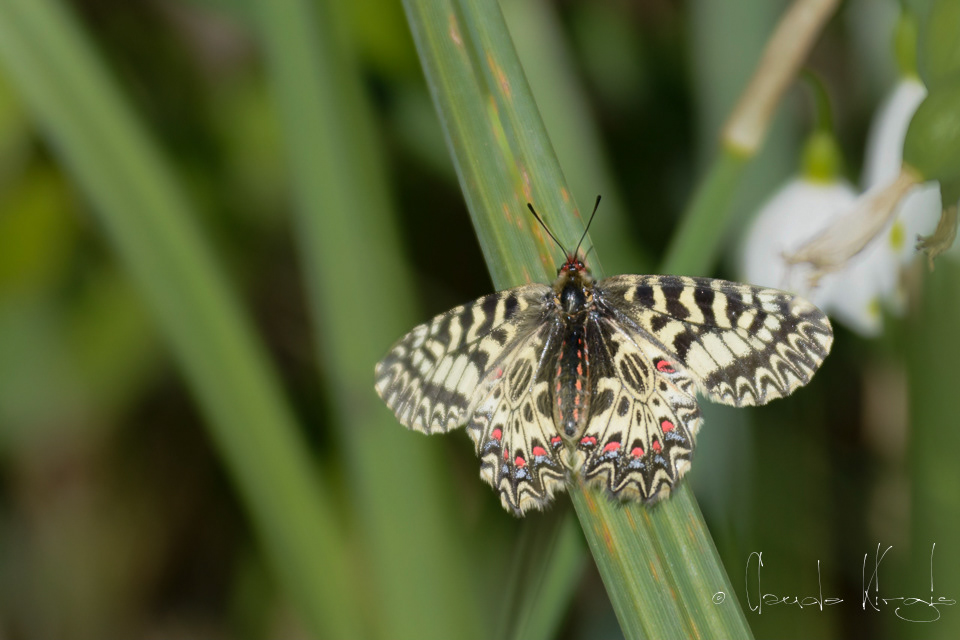 La Diane (Zerynthia polyxena