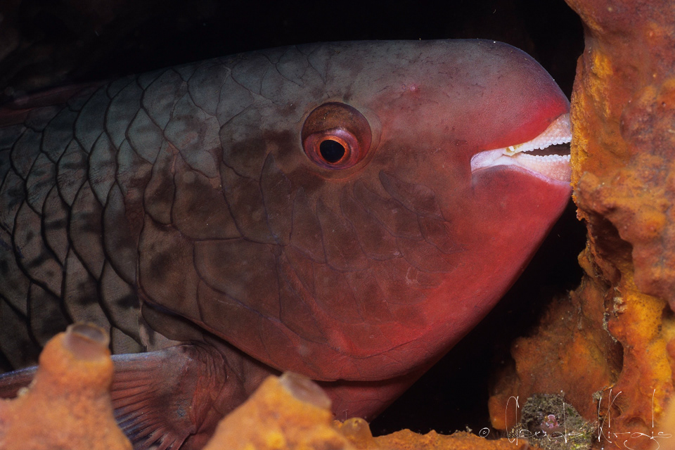 Perroquet à lévres rouges Phase Intermédiare (Scarus rubroviolaceus)