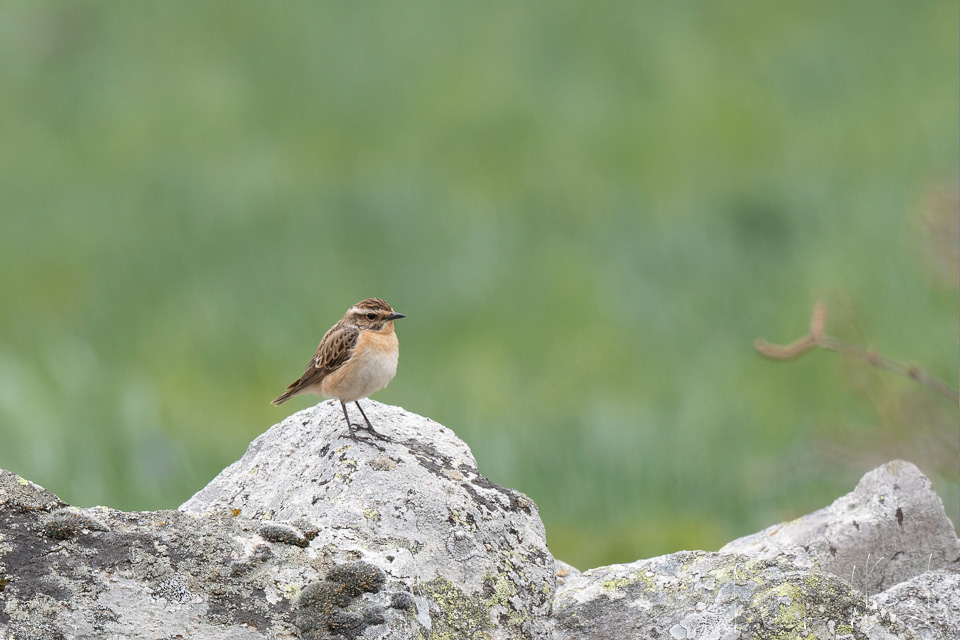 Tarier des prés (Saxicola rubetra)
