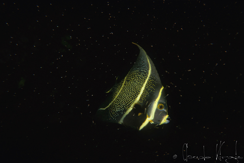 Poisson-Ange Français juvénile (Pomacanthus paru)