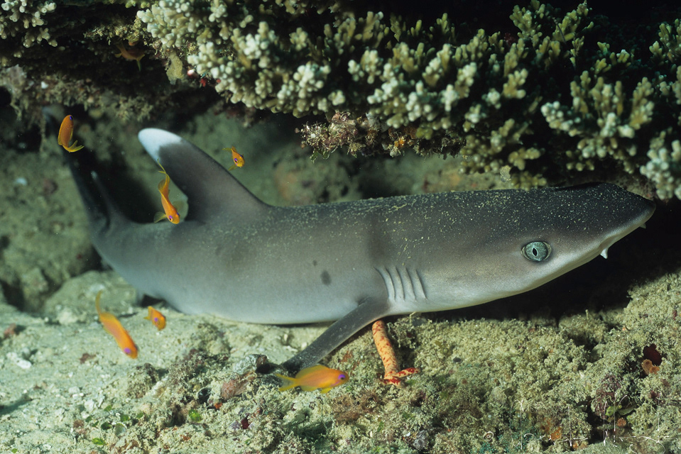 Requin Corail (Triaenodon obesus)