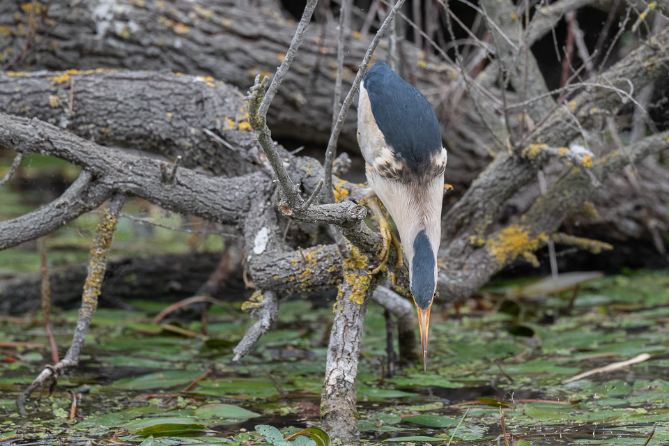 Blongios nain (Ixobrychus minutus)