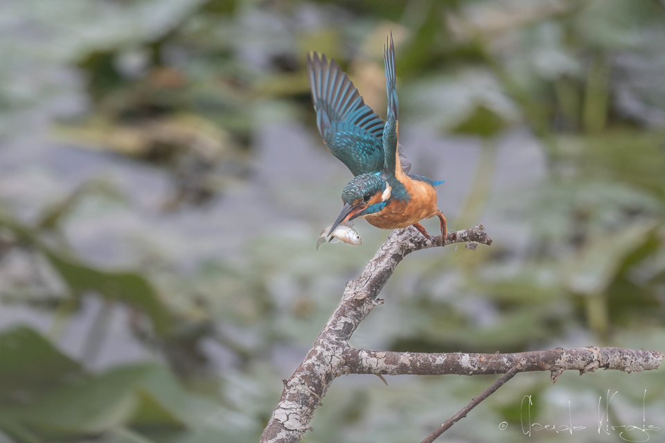 Martin-pêcheur d'Europe (Alcedo atthis)