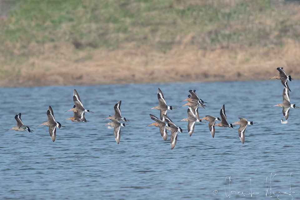 Barge à queue noire (Limosa limosa)