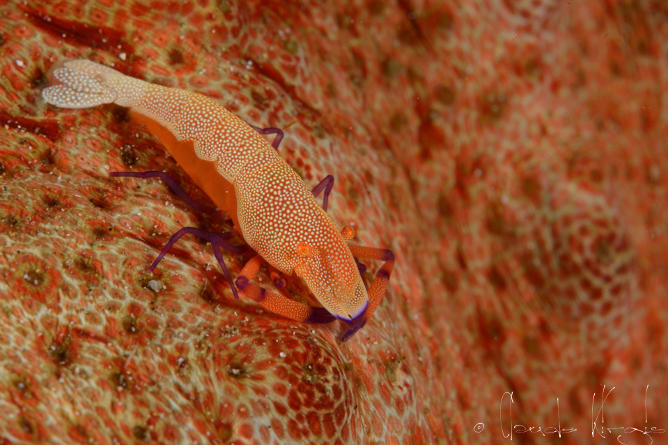 Crevette empereur (Periclimenes imperator)