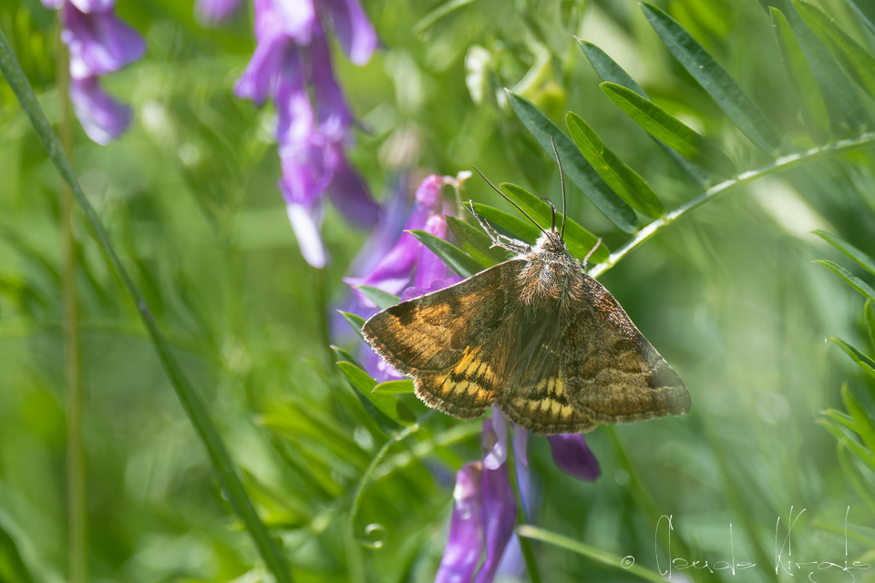 La Doublure jaune (Euclidia glyphica)