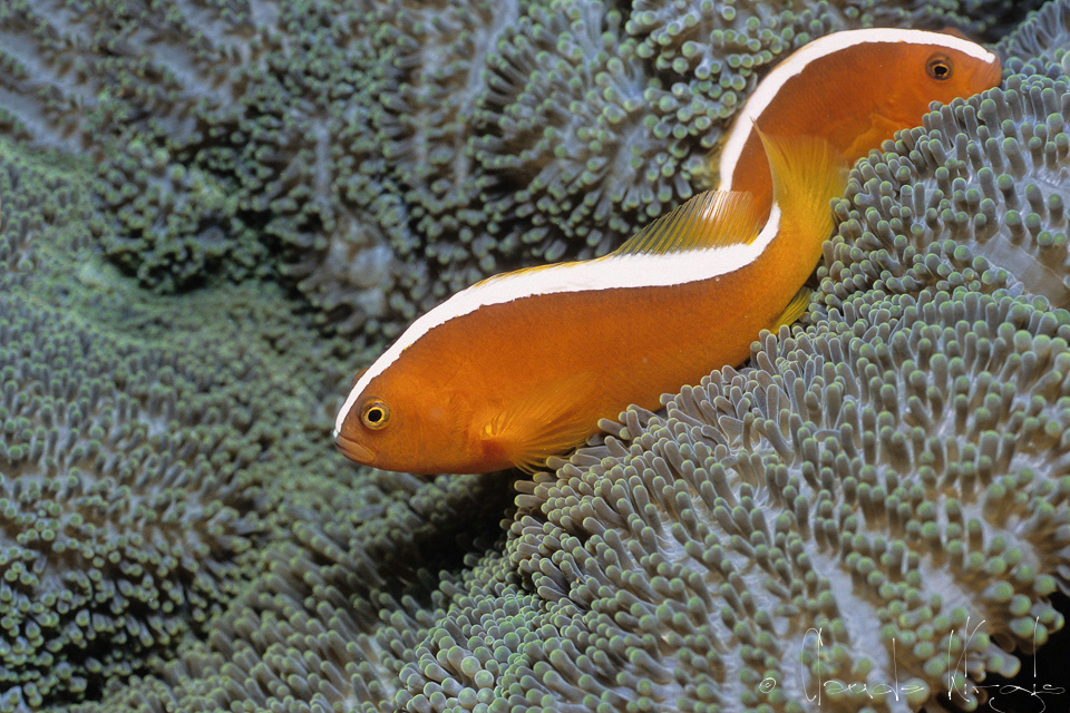 Poisson-Clown orange (Amphiprion sandaracinos)