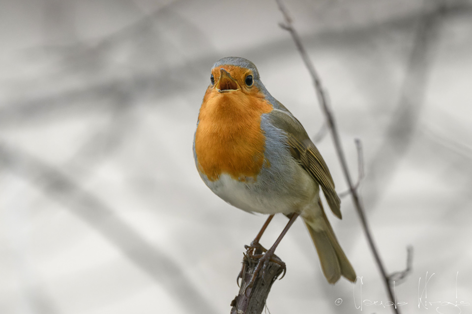 Rougegorge familier (Enthacus rubecula)