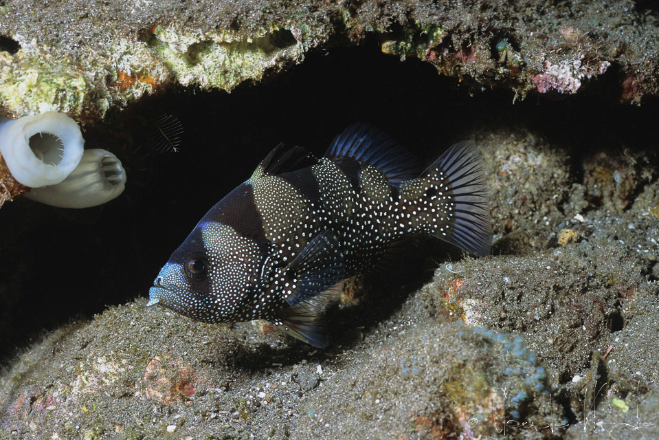 Poisson-Savon à points (Pogonoperca punctata)