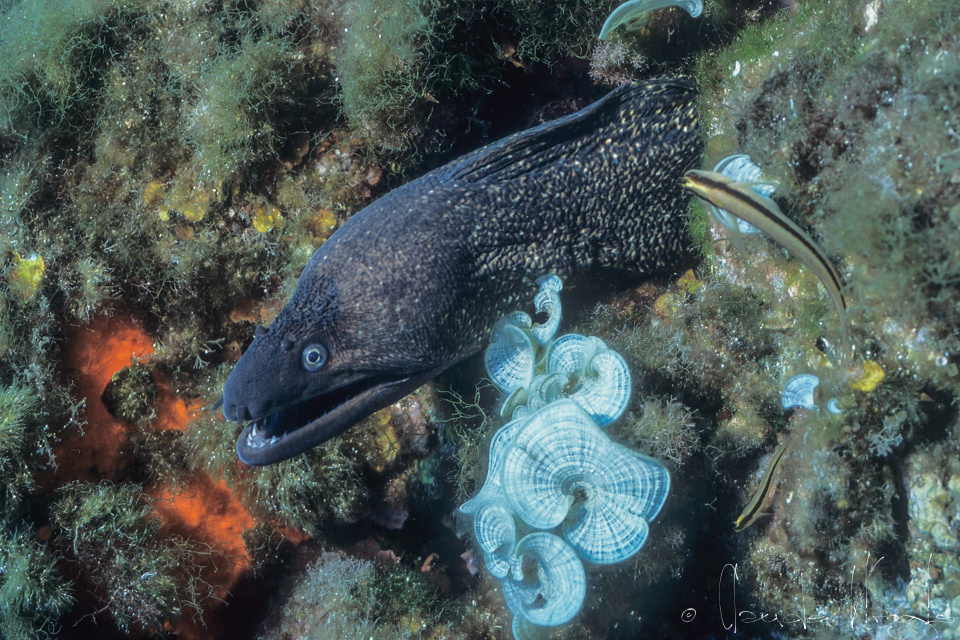Murène de Méditerranée (Muraena helena)