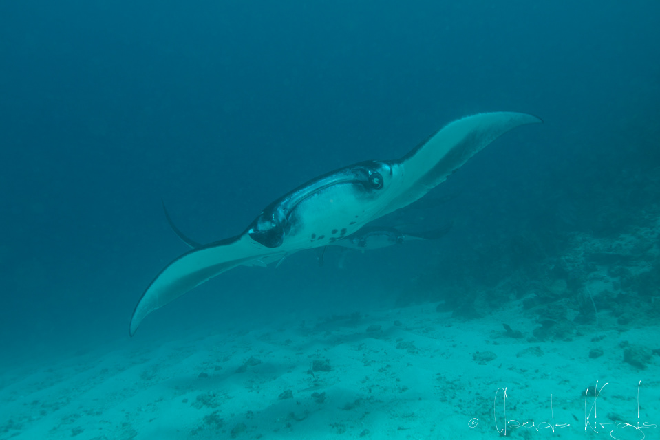Raie Manta (Manta birostris)