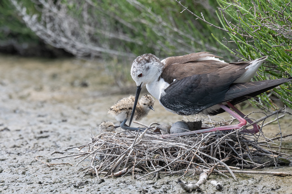 Echasse blanche-Poussin (Himantopus himantopus)