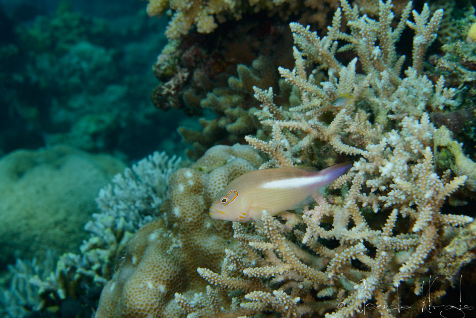 Epervier strié (Paracirrhites arcatus)