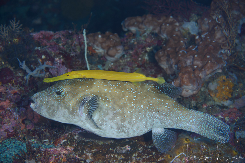 Poisson-Ballon à points bleus et Poisson-Trompette (Arothron caeruleopunstatus et Aulostomus chinensis)