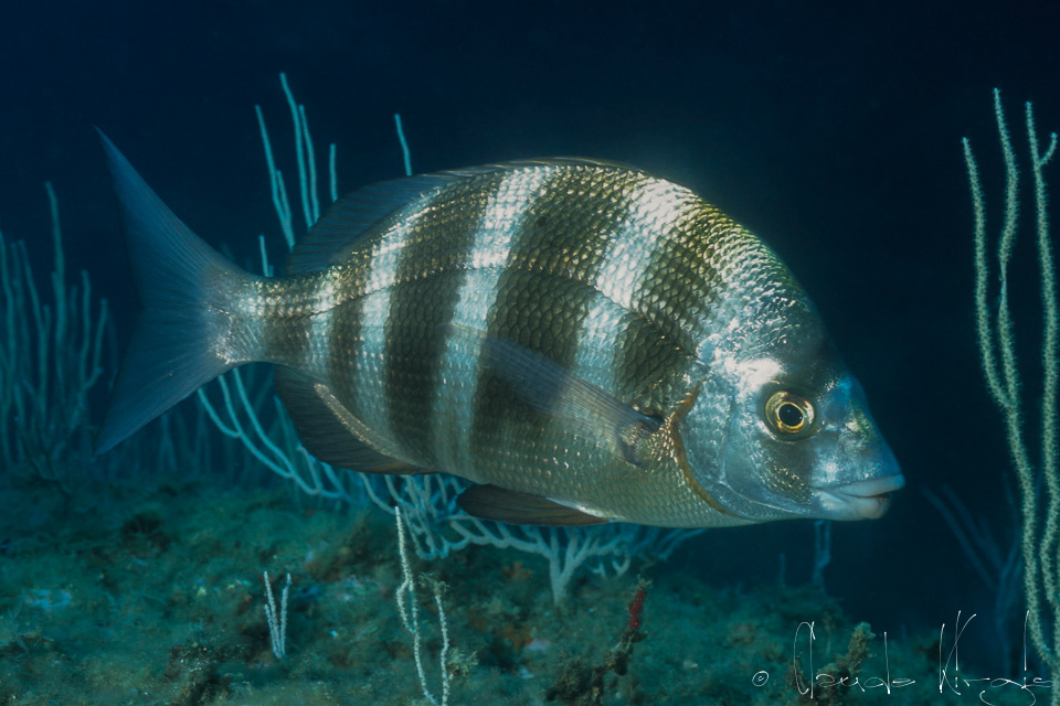 Sar tambour (Diplodus cervinus)