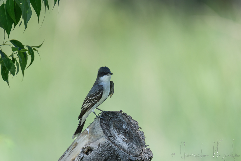 Tyran tritri-Eastern Kingbird (Tyrannus tyrannus)