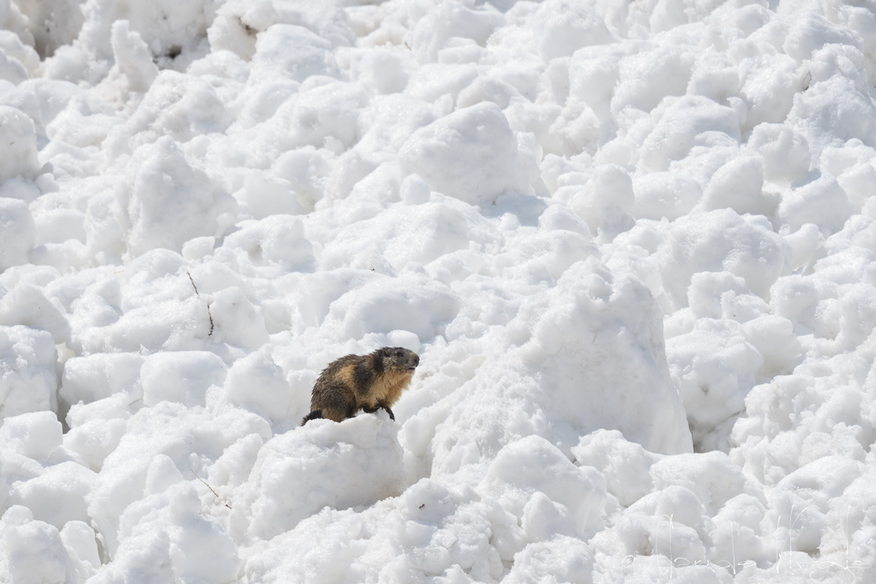 Marmotte des Alpes (Marmota marmota)