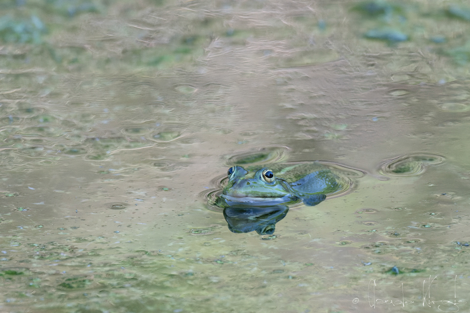 Grenouille verte
