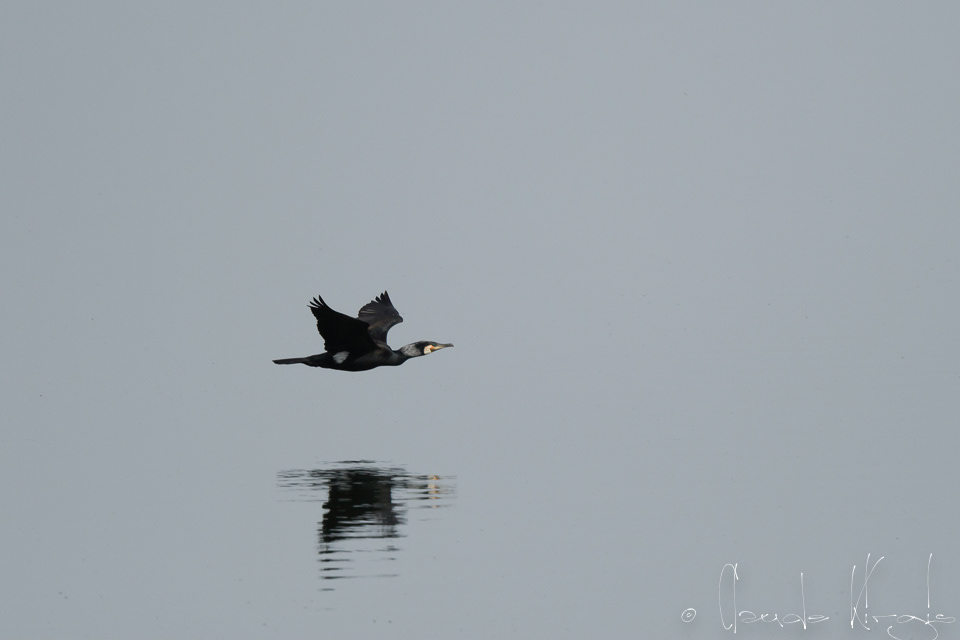 Grand Cormoran (Phalacrocorax carbo)