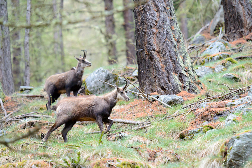 Chamois (Rupicapra rupicapra)