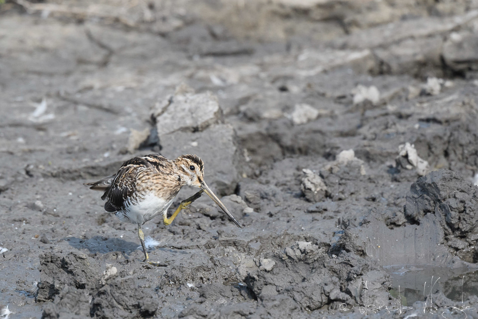Bécassine des marais (Gallinago gallinago)