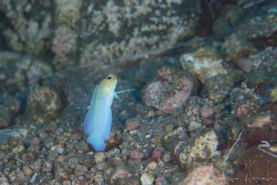 Marionnette Tête d'Or (Opistognathus aurifrons)