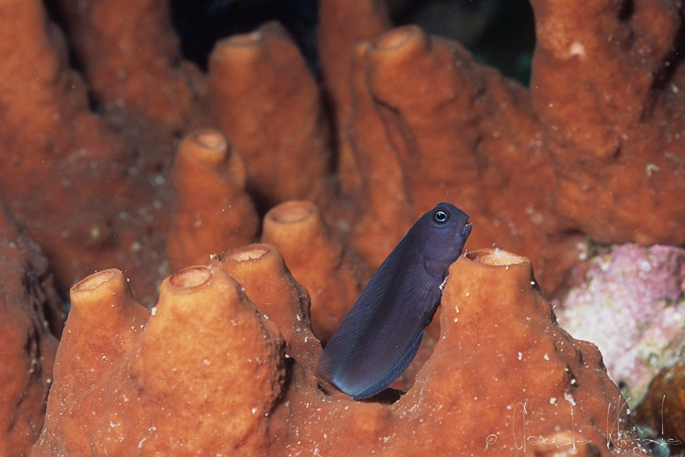 Blennie bicolore (Ecsenius bicolor)