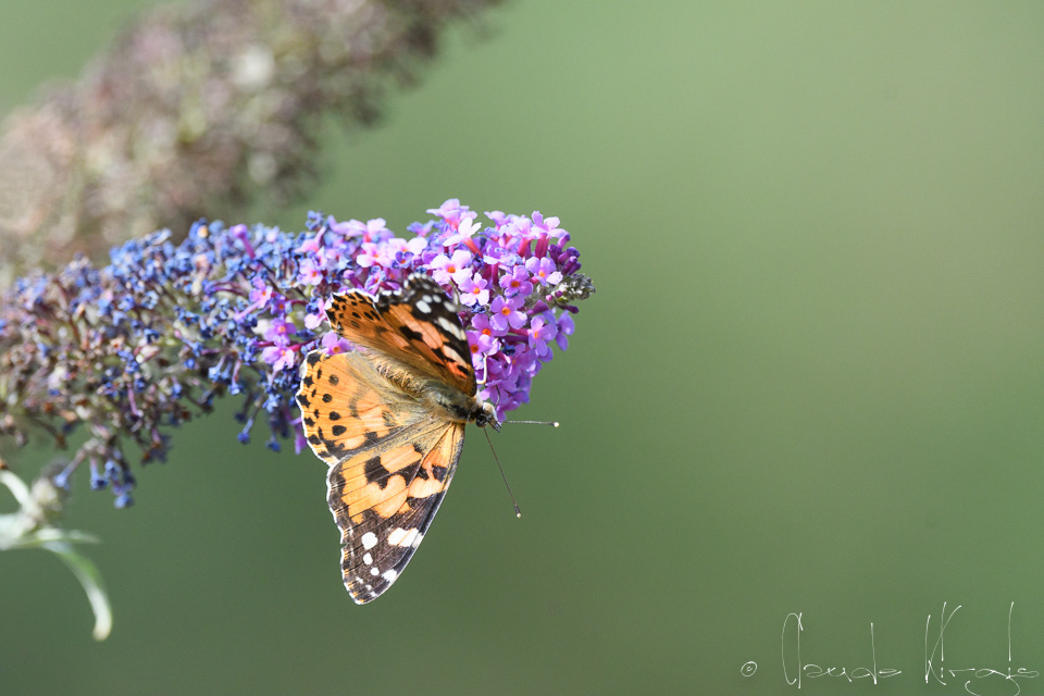 La Belle Dame (Vanessa cardui)