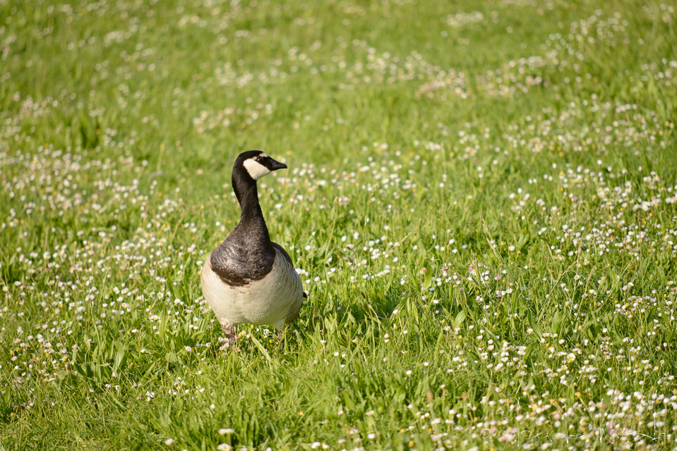Bernache Nonnette (Branta leucopsis)