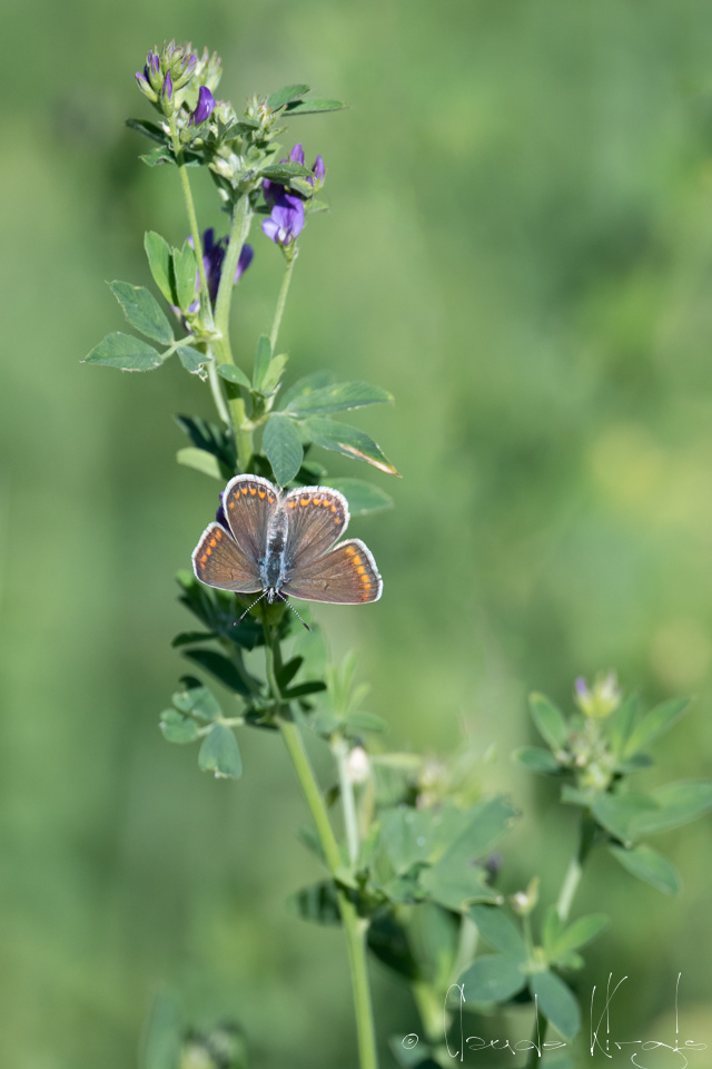 Le collier de corail (Aricia agestis)